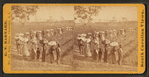 View of laborers returning from picking cotton at sunset, on Alex. Knox's plantation, Mount Pleasant, near Charleston, S.C.