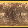 Group of people under moss draped oaks.
