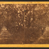 Live oak park on the Barnwell Place, S.C.