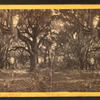 Walker plantation, Port Royal Island, S.C.