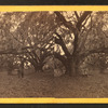 Live oaks, Habersham place, Port Royal Island, S.C.