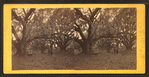 Live oaks, Habersham place, Port Royal Island, S.C.