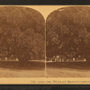 Large oak, 700 years old, Magnolia Cemetery, Charleston, S.C.