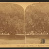 Large oak, 700 years old, Magnolia Cemetery, Charleston, S.C.