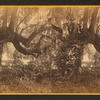 Magnolia Cemetery. Oak and moss.