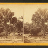 The palmetto tree, Charleston, S.C.
