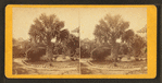 The palmetto tree, Charleston, S.C.