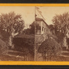 The palmetto tree.