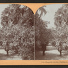 Magnolia Garden, Charleston, S.C., U.S.A.