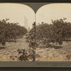 Grove of Young Sastuma Orange Trees on a Private Estate, Port Arthur Texas.