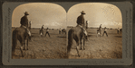 Method of Throwing a Cow - on the Palodoro Ranch, Palodura, Texas, U.S.A.