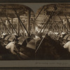 Carding Cotton, Dallas Cotton Mills, Dallas, Texas, U.S.A.