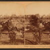 Sea-swept Galveston - A once properous section of beautiful homes near the beach - Disaster 1900.