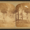View of a man standing in the Park.