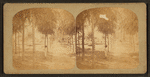 View of a man standing in the Park.