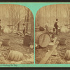 Maple sugar making. Boiling the sap.