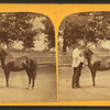 Little Phil" [showing a man with small horse].