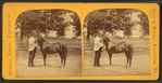 Little Phil" [showing a man with small horse].
