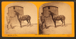 Man holding horse in front of stable door.