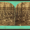 The National cemetery, Arlington, Va.