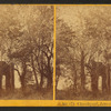 Church yard, Jamestown, Va.