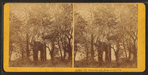 Church yard, Jamestown, Va.