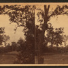ista from Washington's windows.  Roadway to tomb from landing.