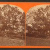 The "Washington Oak."