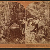 Cutting timber in the state of Washington, U.S.A.