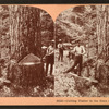 Cutting timber in the state of Washington, U.S.A.