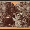 Cutting timber in the state of Washington, U.S.A.