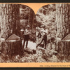 Cutting timber in the state of Washington, U.S.A.
