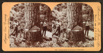 Cutting timber in the state of Washington, U.S.A.