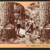Cutting timber in the state of Washington, U.S.A.