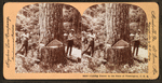 Cutting timber in the state of Washington, U.S.A.