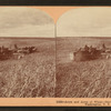 Acres and acres of wheat, harvesting in the state of Washington, U.S.A.
