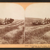 Harvesting in the great West, combined reaper and thresher,  Washington, U.S.A.