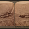 Evolution of the sickle and flail, 33-horse team combined harvester, Walla Walla, Washington.