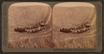 Evolution of the sickle and flail, 33-horse team combined harvester, Walla Walla, Washington.