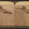 Evolution of the sickle and flail, 33 horse team combined harvester, Walla Walla, Washington.
