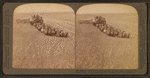 Evolution of the sickle and flail, 33 horse team combined harvester, Walla Walla, Washington.