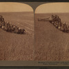 Evolution of the sickle and flail, 33 horse team combined harvester, Walla Walla, Washington.