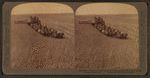 Evolution of the sickle and flail, 33 horse team combined harvester, Walla Walla, Washington.