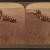 Evolution of the sickle and flail, 33 horse team combined harvester, Walla Walla, Washington.