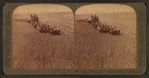 Evolution of the sickle and flail, 33 horse team combined harvester, Walla Walla, Washington.