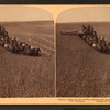 Evolution of sickle and flail, 33 horse team harvester, cutting, threshing and sacking wheat, Walla Walla, Washington.