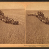 Evolution of sickle and flail, 33 horse team harvester, cutting, threshing and sacking wheat, Walla Walla, Washington.
