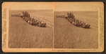 Evolution of sickle and flail, 33 horse team harvester, cutting, threshing and sacking wheat, Walla Walla, Washington.