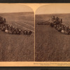 Evolution of sickle and flail, 33 horse team harvester, cutting, threshing and sacking wheat, Walla Walla, Washington.