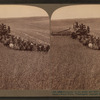 Evolution of the sickle and flail, 33 horse team combined harvester, Walla Walla, Washington.